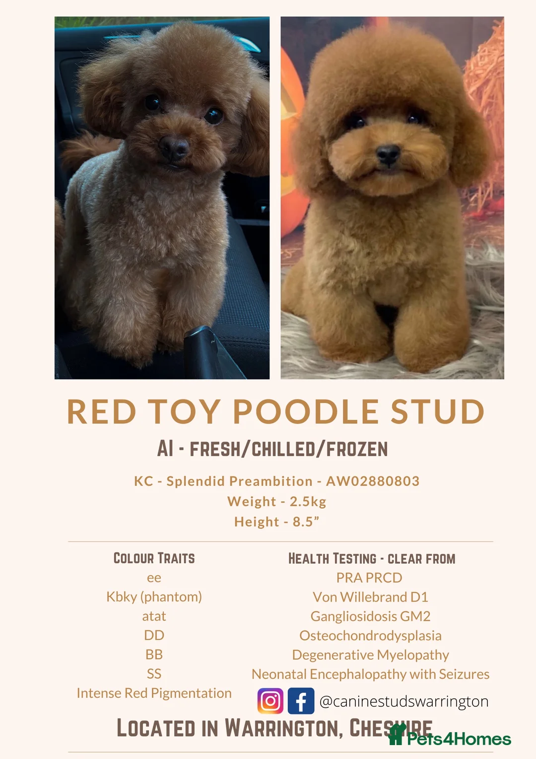 Toy Poodle dogs for stud: Tiny Red KC Toy Poodle (STUD) in Warrington - Advert 2