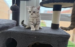 British Shorthair cats for sale: GCCF BSH Chinchilla Rare, Beautiful Kittens - Image 22