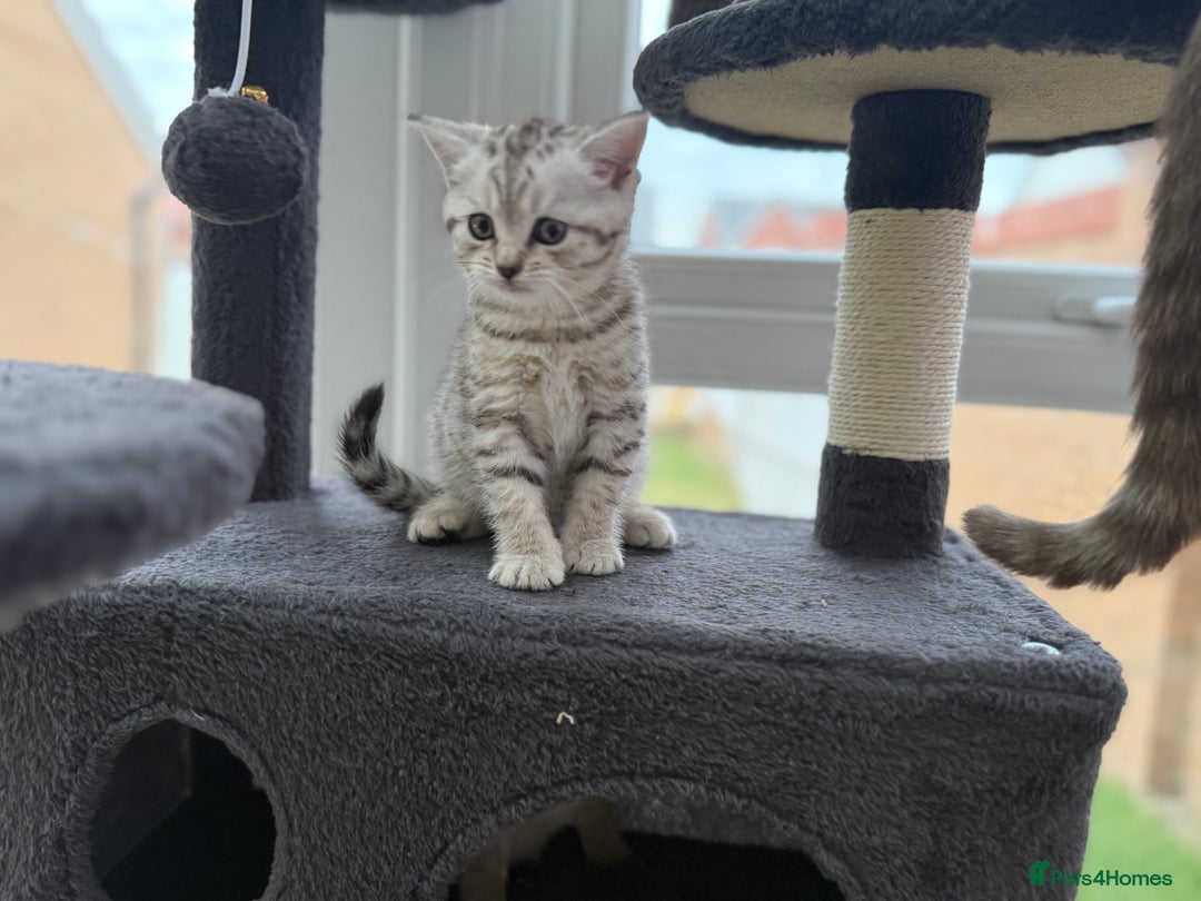British Shorthair cats for sale: GCCF BSH Chinchilla Rare, Beautiful Kittens - Image 22