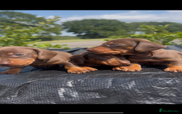 Miniature Dachshund dogs for sale: Dachund  - Image 3
