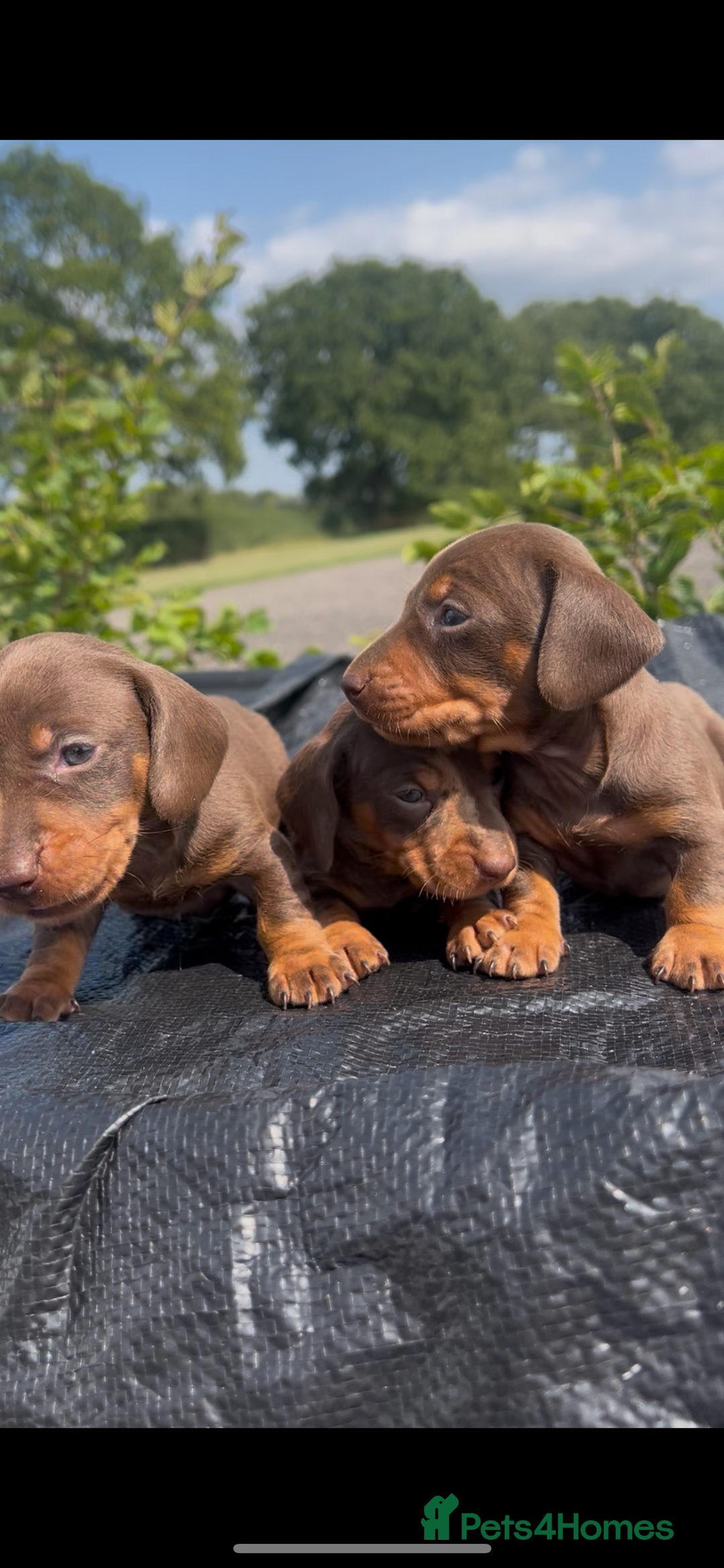 Miniature Dachshund dogs for sale: Dachund  - Image 3