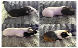 Guinea Pig rodents for sale: 💙Guinea Pigs💙 - Image 1