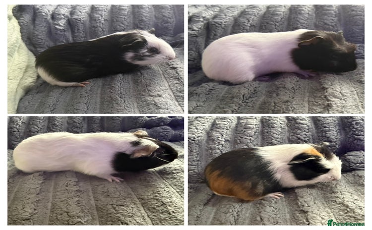 Guinea Pig rodents - Advert 3