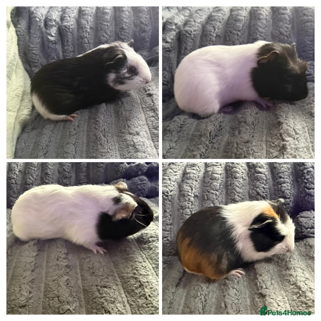 Guinea Pig rodents for sale: 💙Guinea Pigs💙 - Image 1