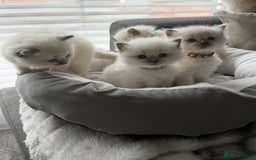 Ragdoll cats for sale: Ragdoll-lovely kittens - Image 18