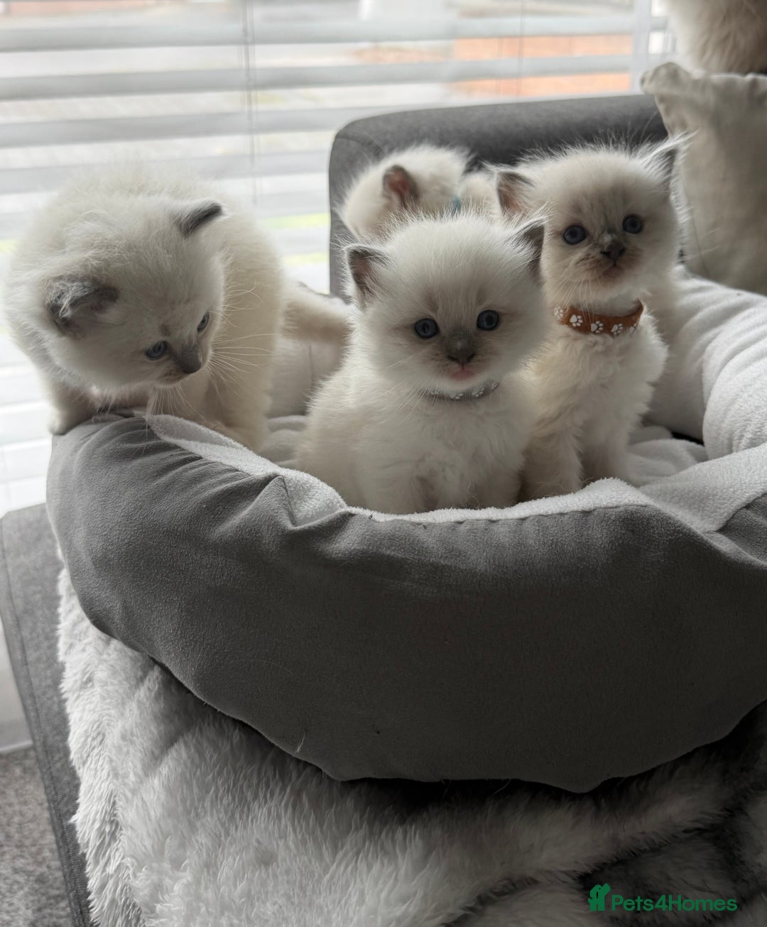 Ragdoll cats for sale: Ragdoll-lovely kittens - Image 18