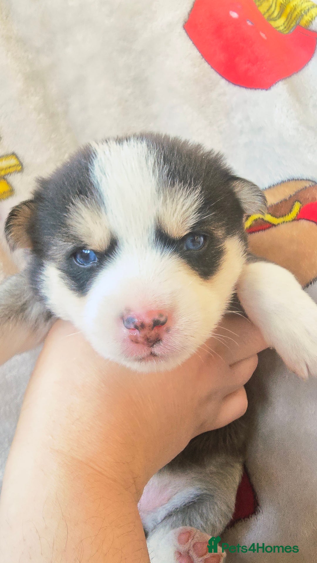 Pomsky dogs for sale: Pomsky Puppies for Sale - Advert 26