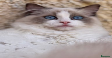 Ragdoll cats - Advert 8