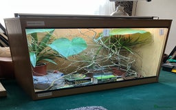 Chameleon reptiles for sale: Yemen Chameleon + Vivarium Setup Kit - Image 2