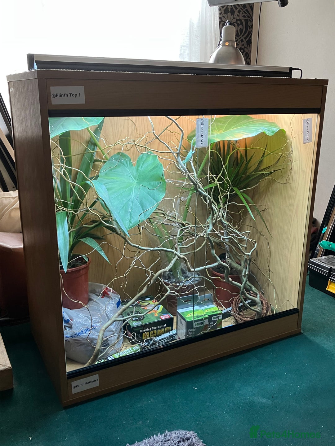 Chameleon reptiles for sale: Yemen Chameleon + Vivarium Setup Kit - Image 2