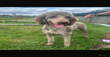 Standard Poodle dogs - Advert 2