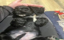 Cocker Spaniel dogs for sale: 4 stunning girl show cocker spaniels - Image 22