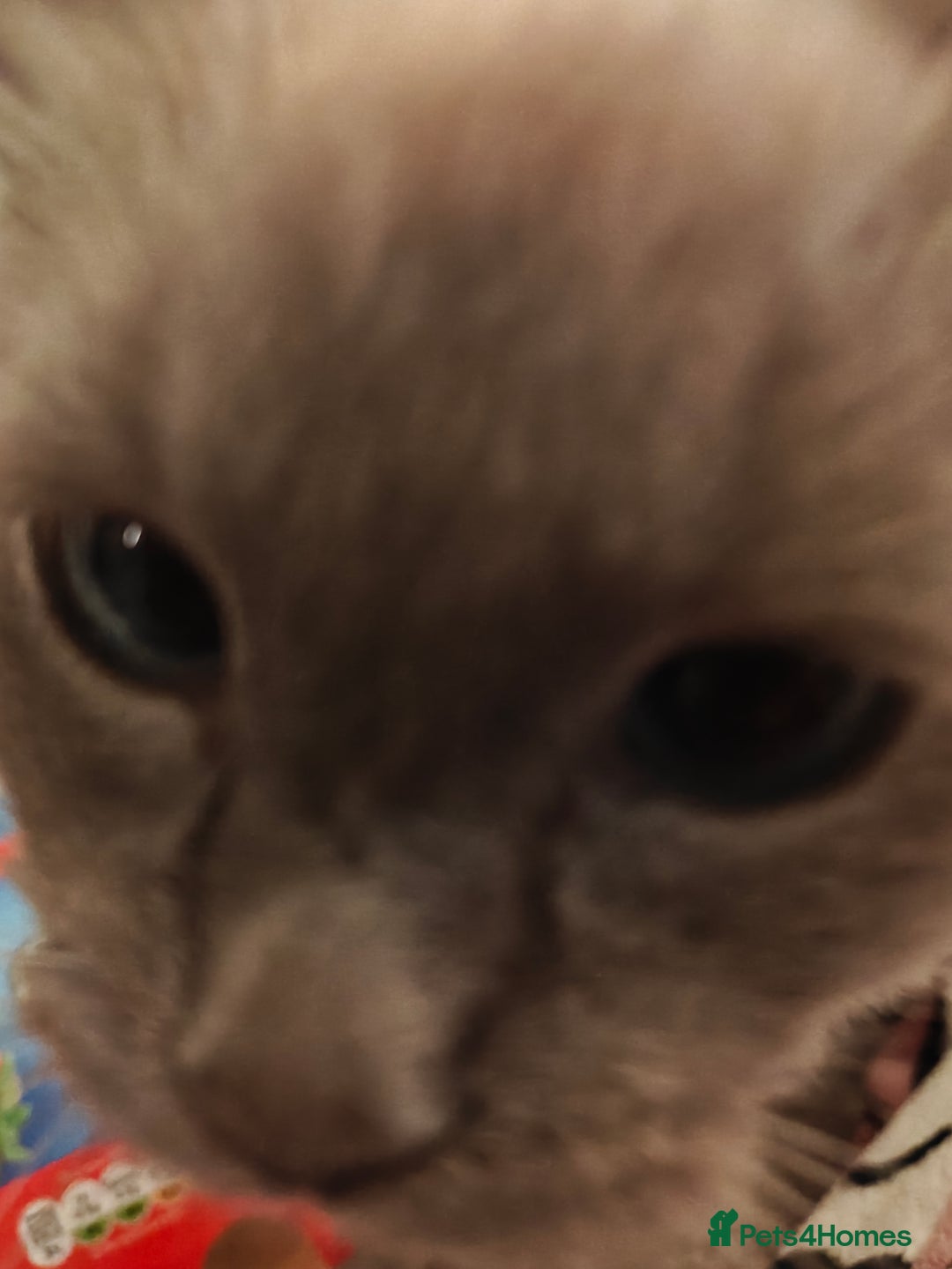 Ragdoll cats for sale: Ragdoll Male 6months - Image 4