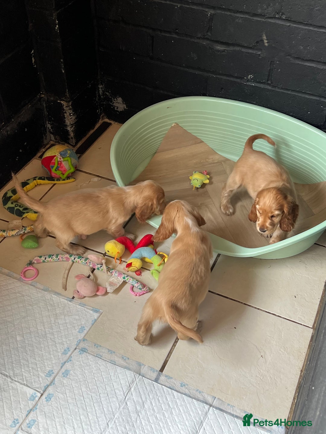 Cocker Spaniel dogs for sale: LAST 3 GIRLS ⭐️⭐️⭐️⭐️⭐️CH BLOODLINES  - Image 23