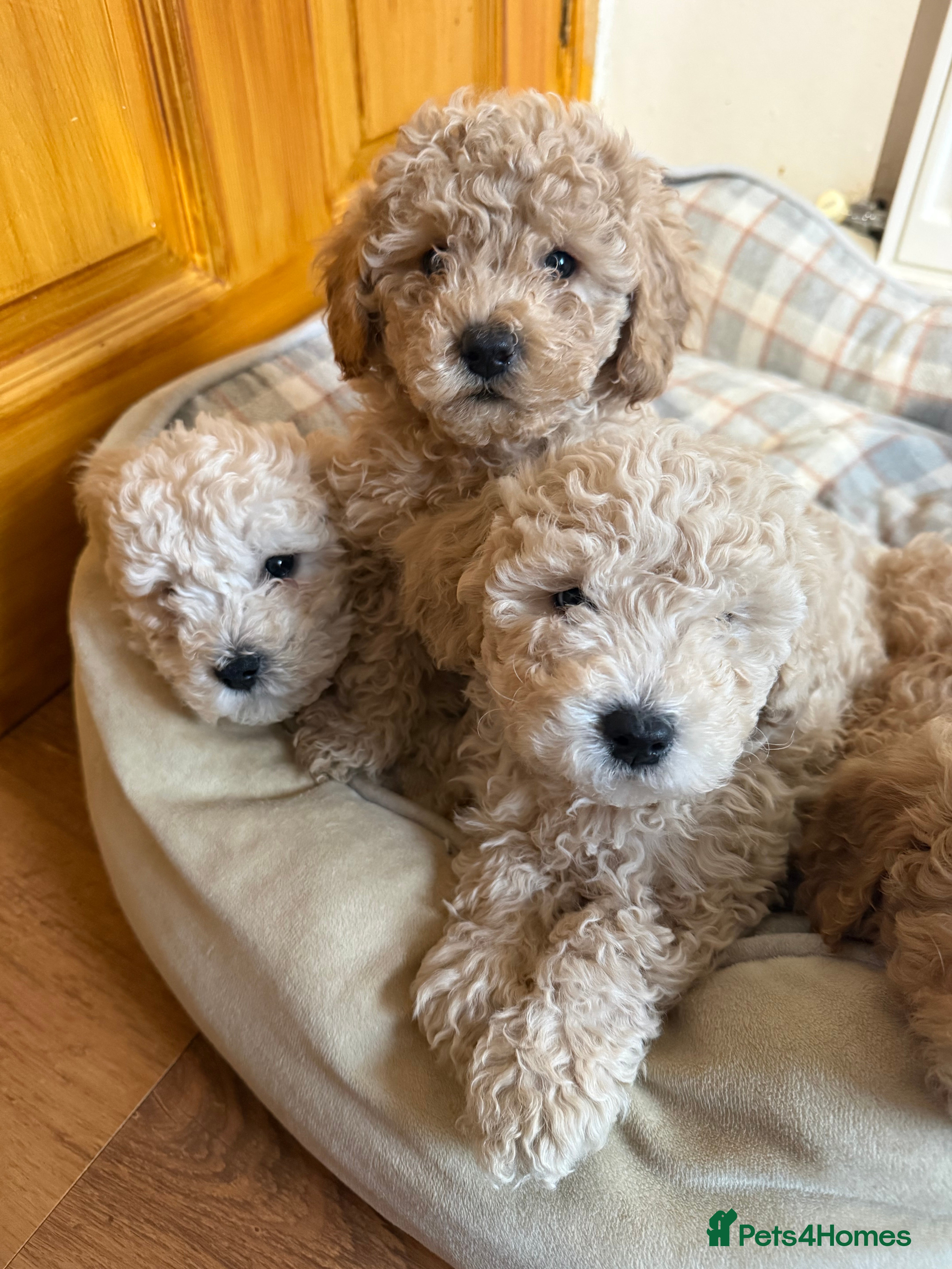 Maltipoo dogs Ready this week 🧸 - Advert 2