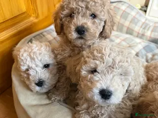 Maltipoo dogs Ready this week 🧸 - Advert 1