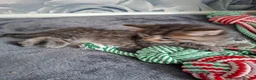 Mixed Breed cats for sale: 5 beautiful kittens  in Dagenham - Advert 4
