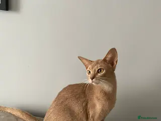 Abyssinian cats TICA TRIPPLE GRAND CHAMPION ABYSSINIAN GIRL - Advert 1