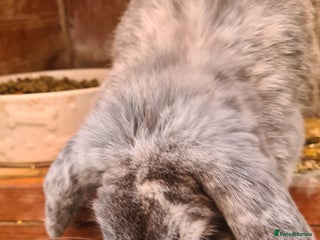 Havana rabbits - Advert 38