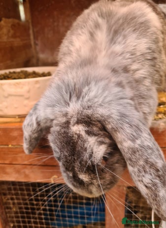 Havana rabbits - Advert 2