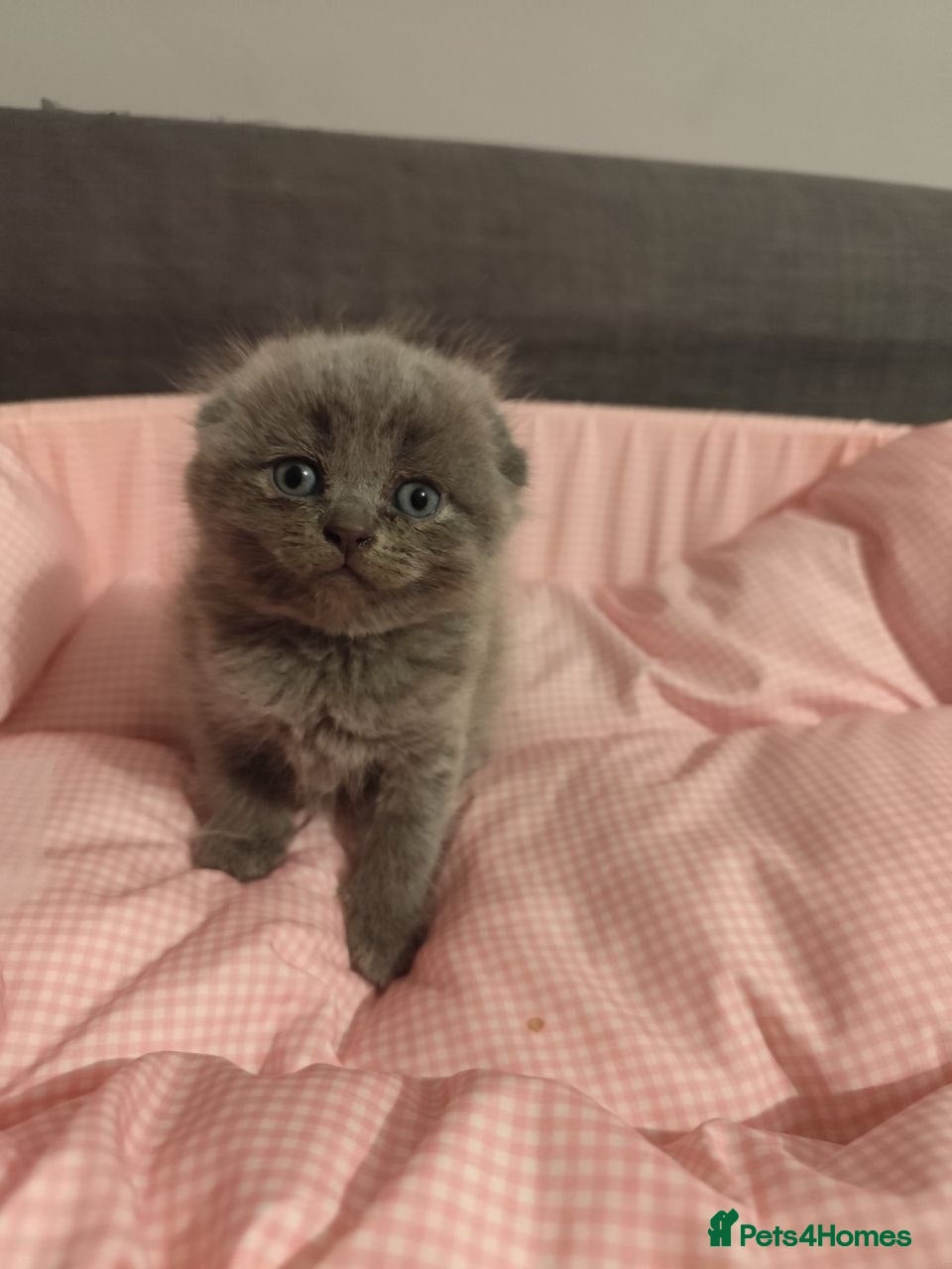 Scottish Fold cats 😘Luxury Scottish fold - Advert 1