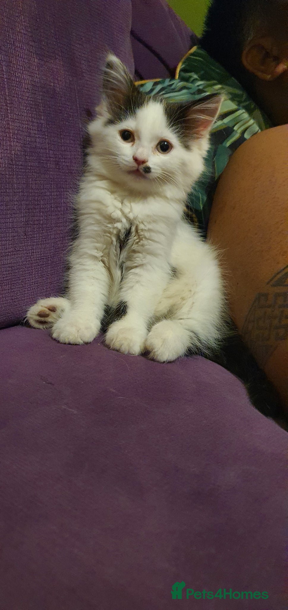 Persian cats Adorable Persian Cross Kittens - Advert 11