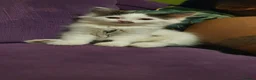 Persian cats for sale: Adorable Persian Cross Kittens - Advert 1