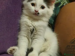 Persian cats Adorable Persian Cross Kittens - Advert 11