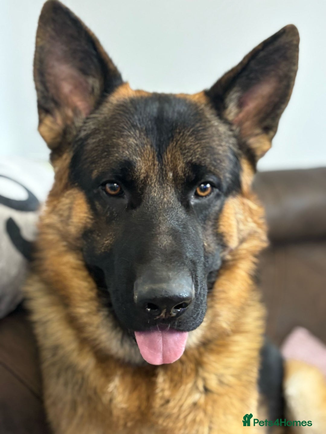 German Shepherd dogs for sale: Male German Sheperd  - Image 3
