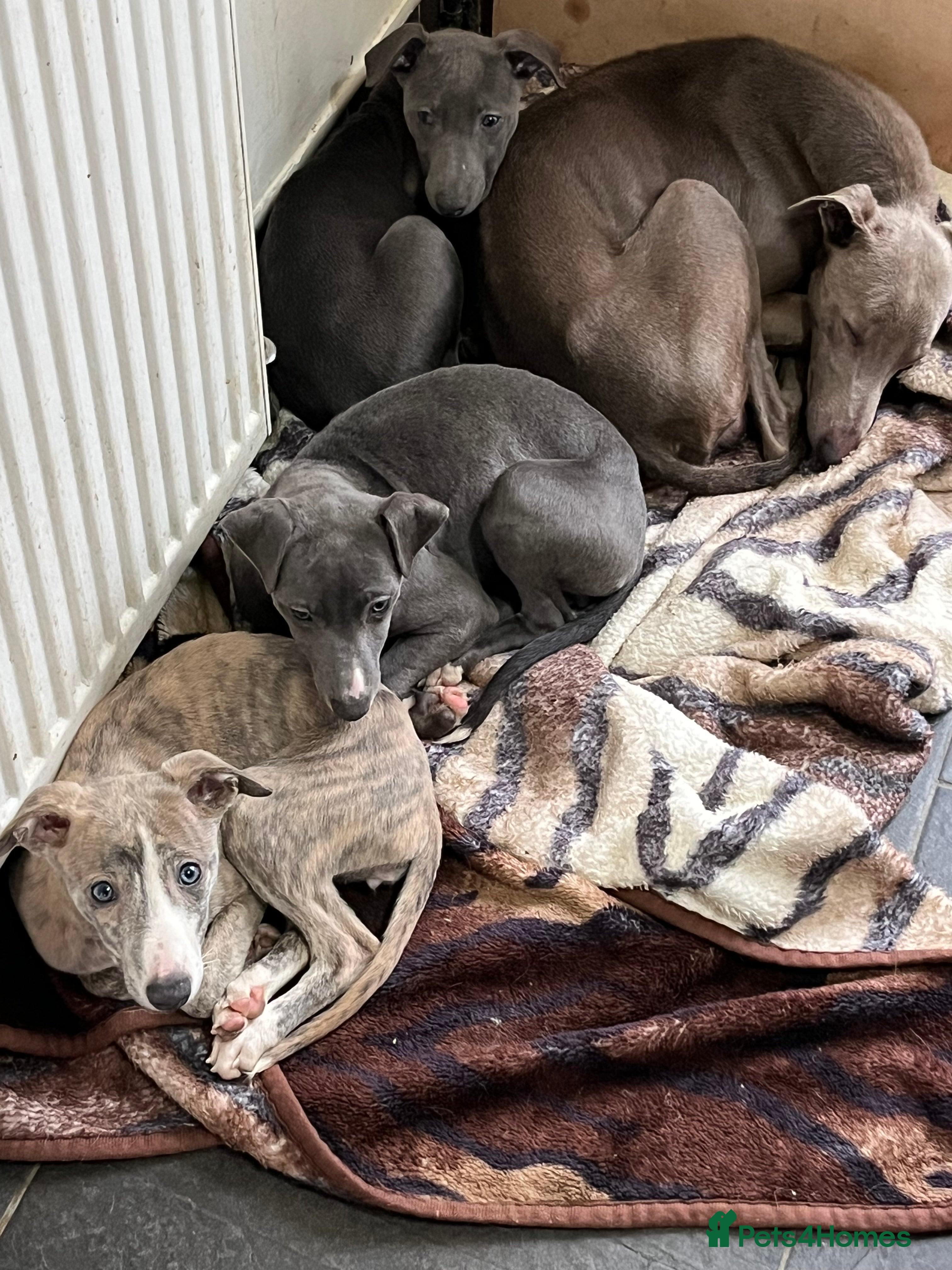 Whippet dogs KC registered Whippet pups - Advert 17