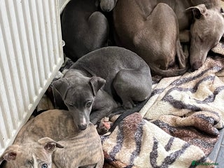 Whippet dogs KC registered Whippet pups - Advert 17