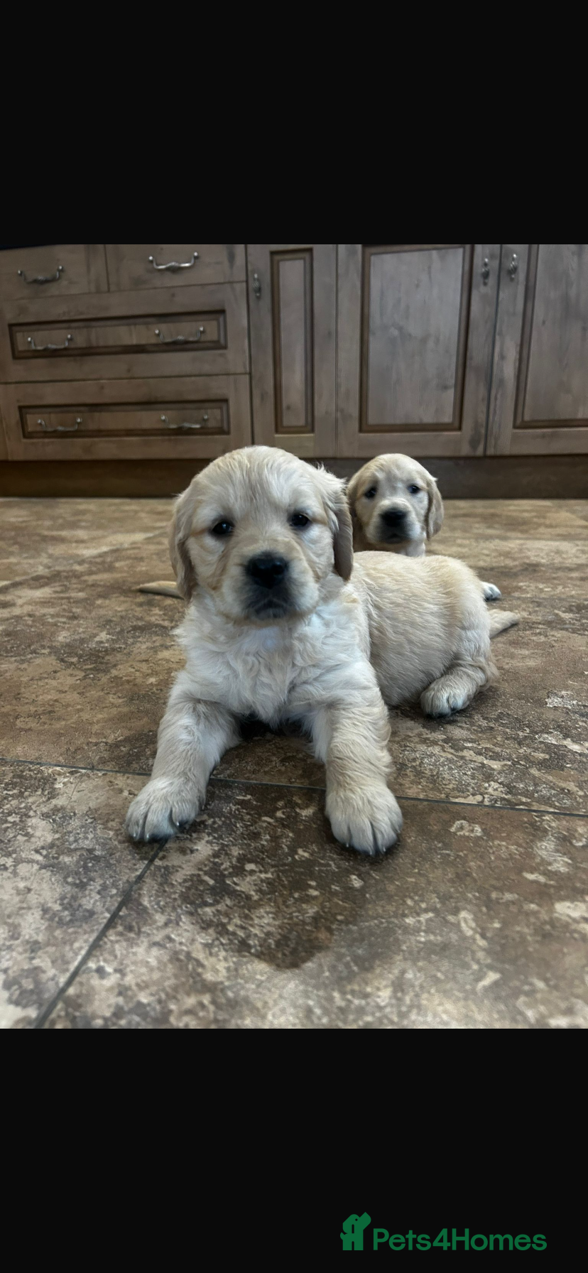 Golden Retriever dogs Golden Retriever Puppies Ready 13 April - Advert 1