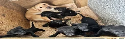 Borador dogs for sale: Gorgeous Lab x pups in Lanark - Advert 4