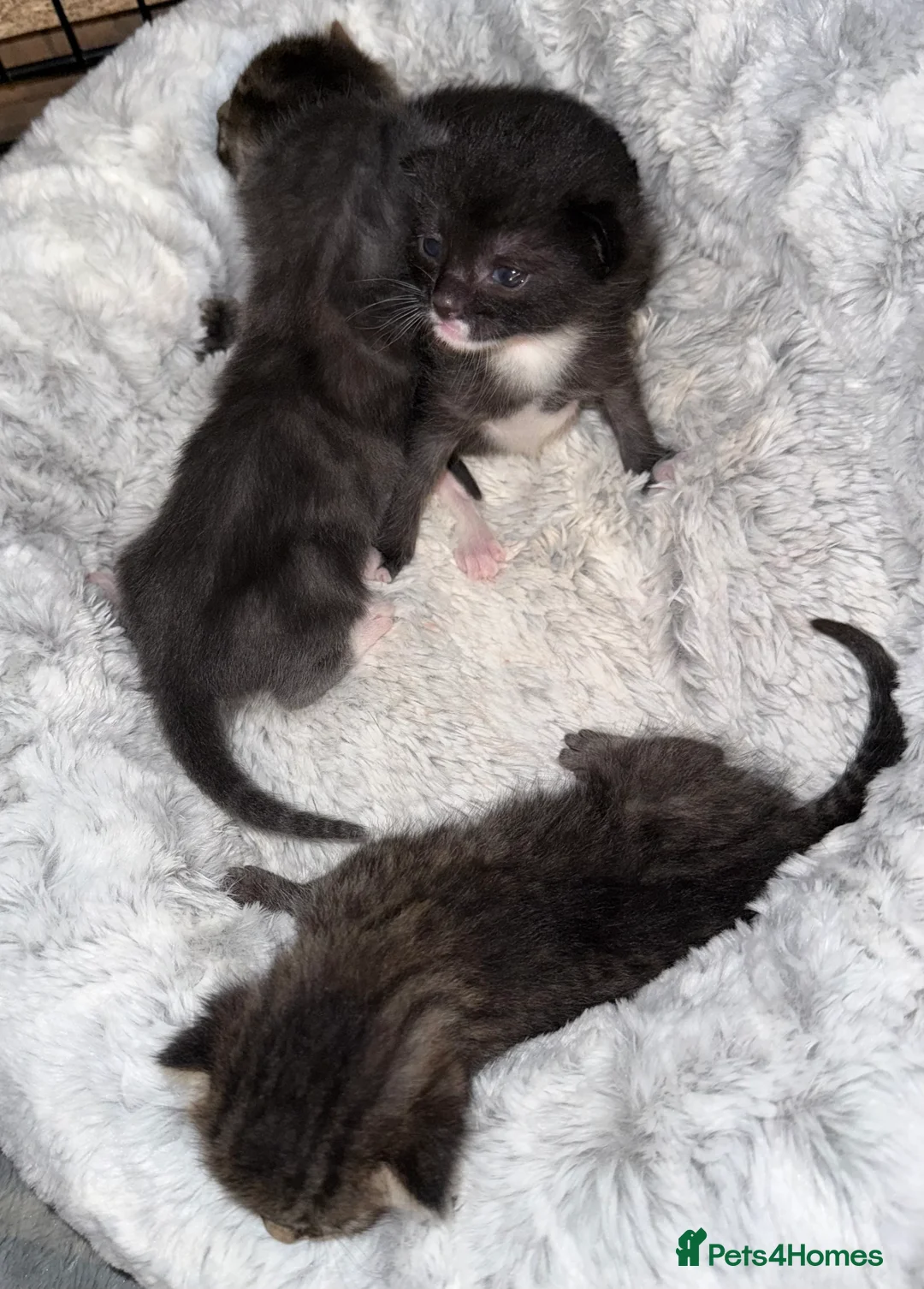 Mixed Breed cats for sale: Gorgeous mixed kittens looking for their new home - Advert 2