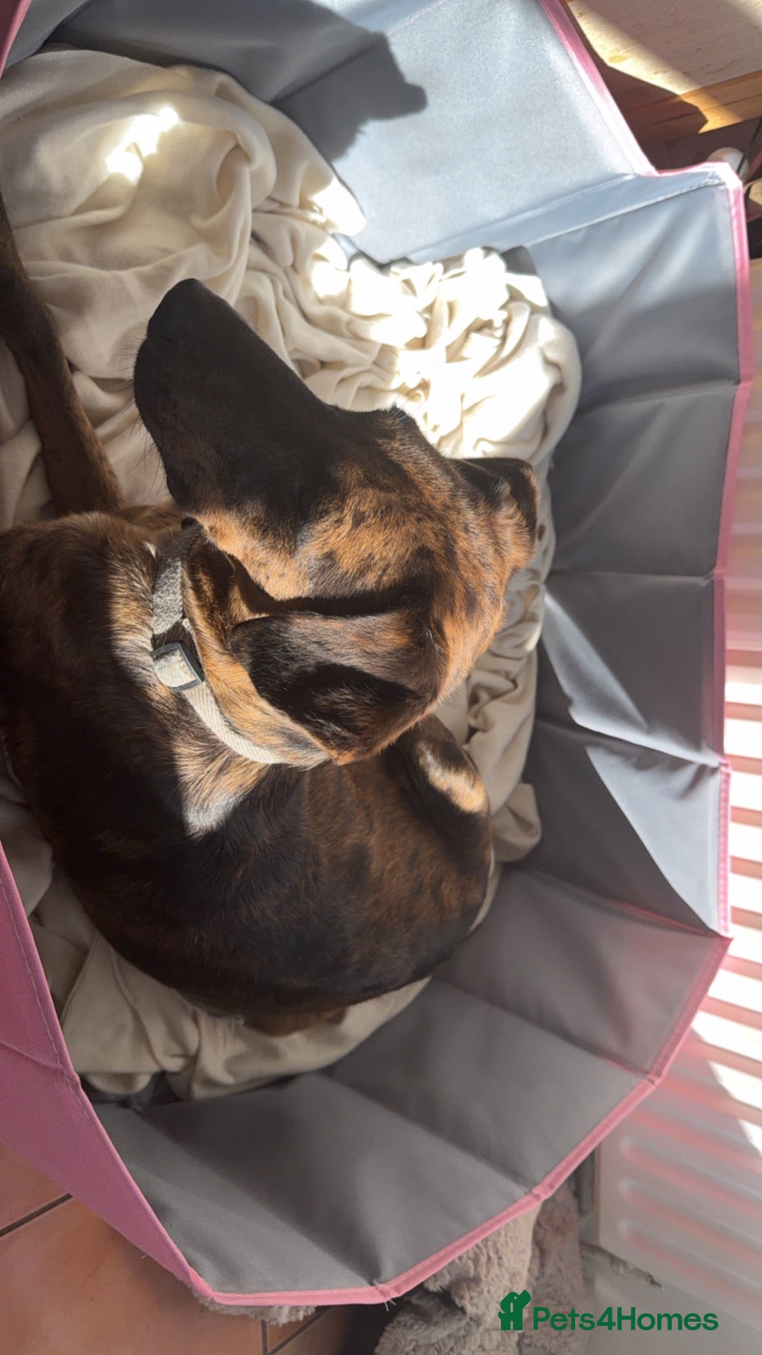 Mixed Breed dogs Belgian mali cross puppies  - Advert 6