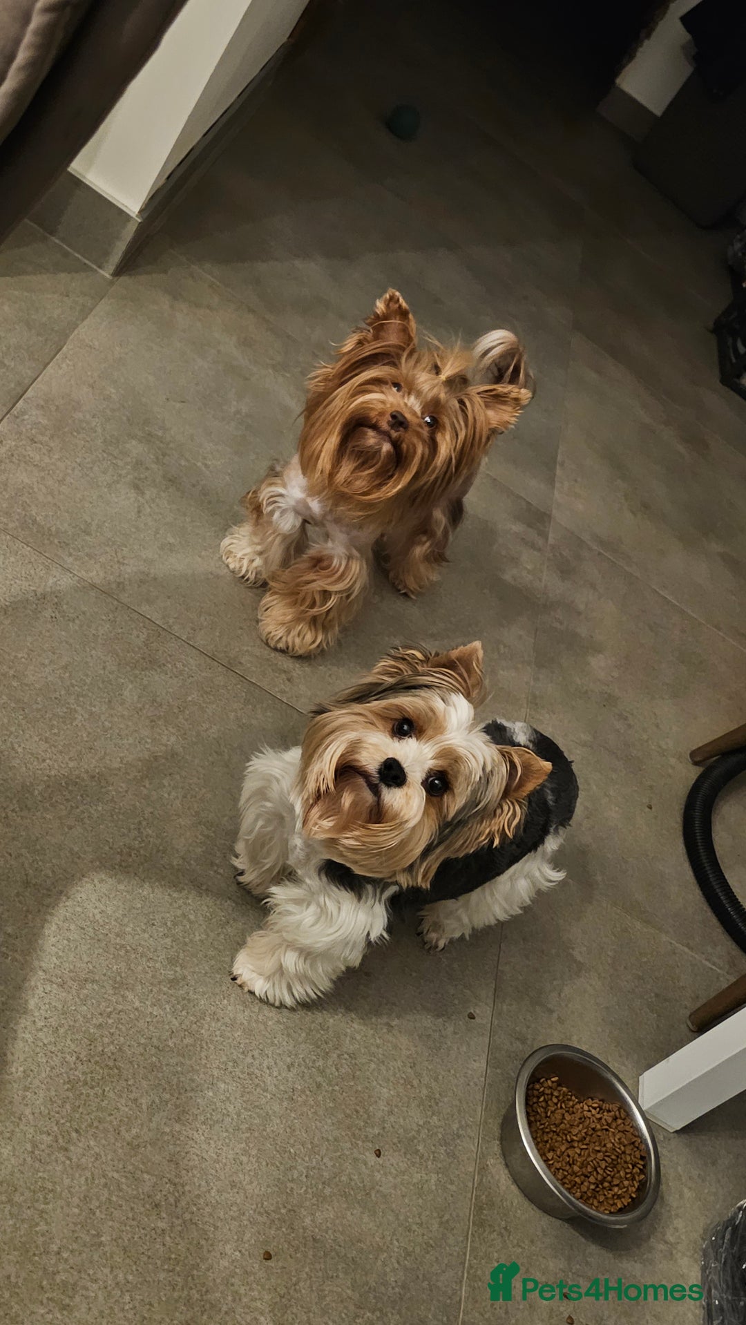 Yorkshire Terrier dogs for sale: 2 boys and 2 girls yorkshire terrier  - Advert 21