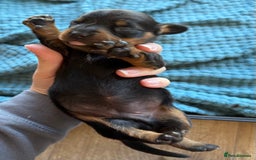 Dachshund dogs for sale: Black and Tan dachshund  - Image 2