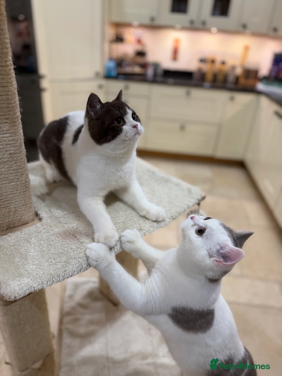 British Shorthair cats for sale: READY NOW - REGISTERED FULL PEDIGREE BSH - Advert 8