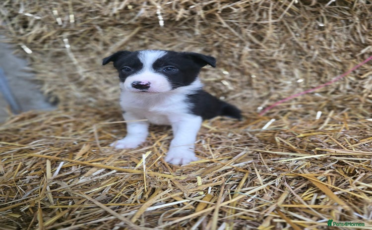 Border Collie dogs - Advert 10