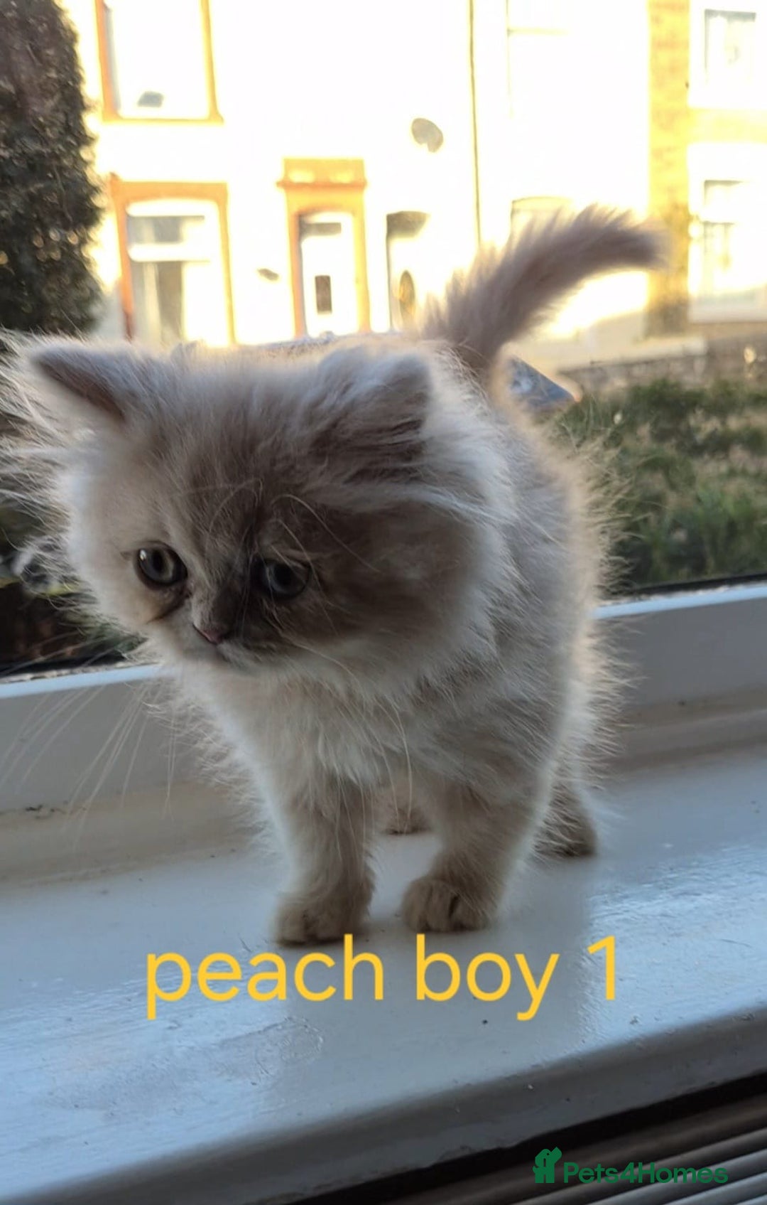 Persian cats for sale: Beautiful Persian babies - Advert 3