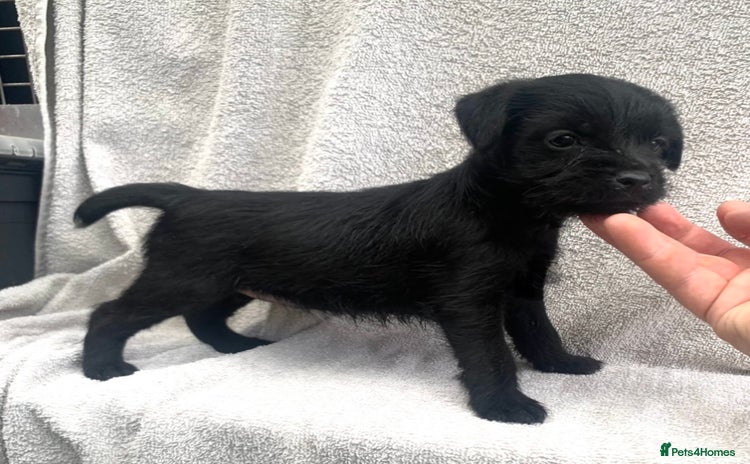 Patterdale Terrier dogs - Advert 1