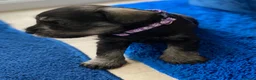 Miniature Schnauzer dogs for sale: Adorable KC Reg Mini Schnauzer Pups - Advert 3