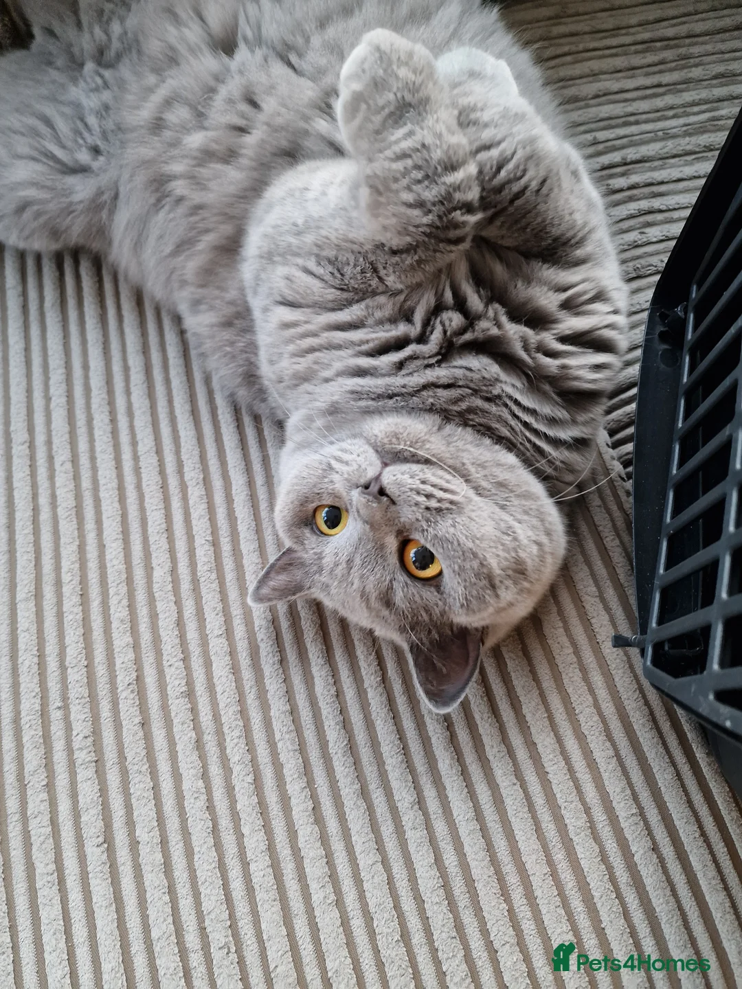 British Shorthair cats for sale: Gorgeous Fluffy Cloud 3yr old Gandalf - Advert 13
