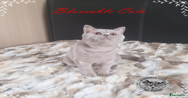 British Shorthair cats in Gainsborough - Advert 12