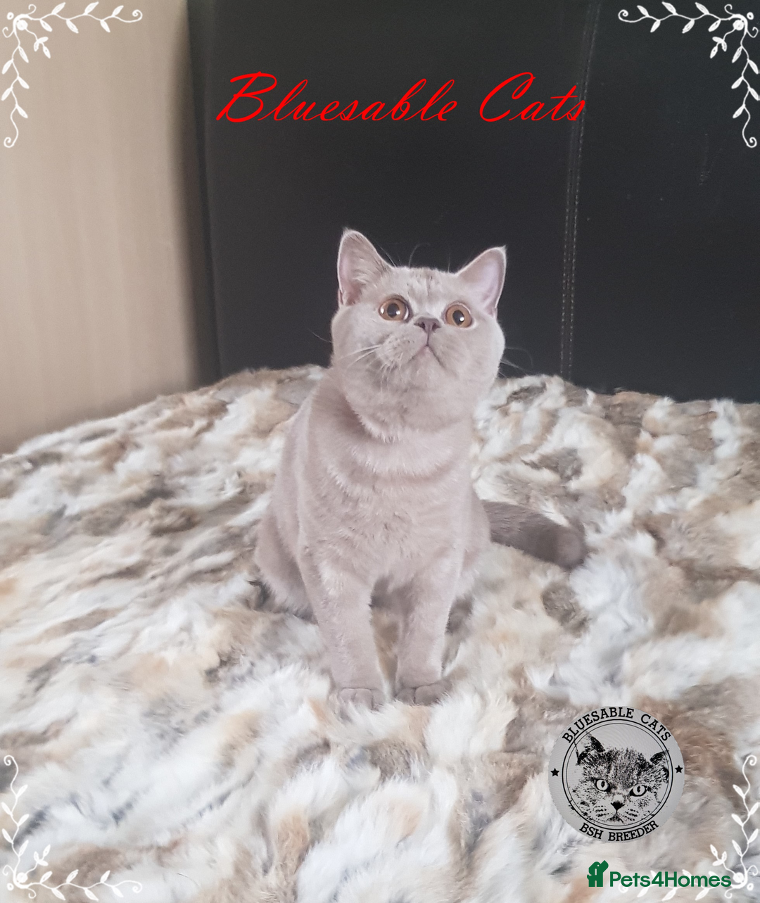 British Shorthair cats for sale: Championship BSH kittens GCCF reg. ACTIVE !     in Gainsborough - Image 2
