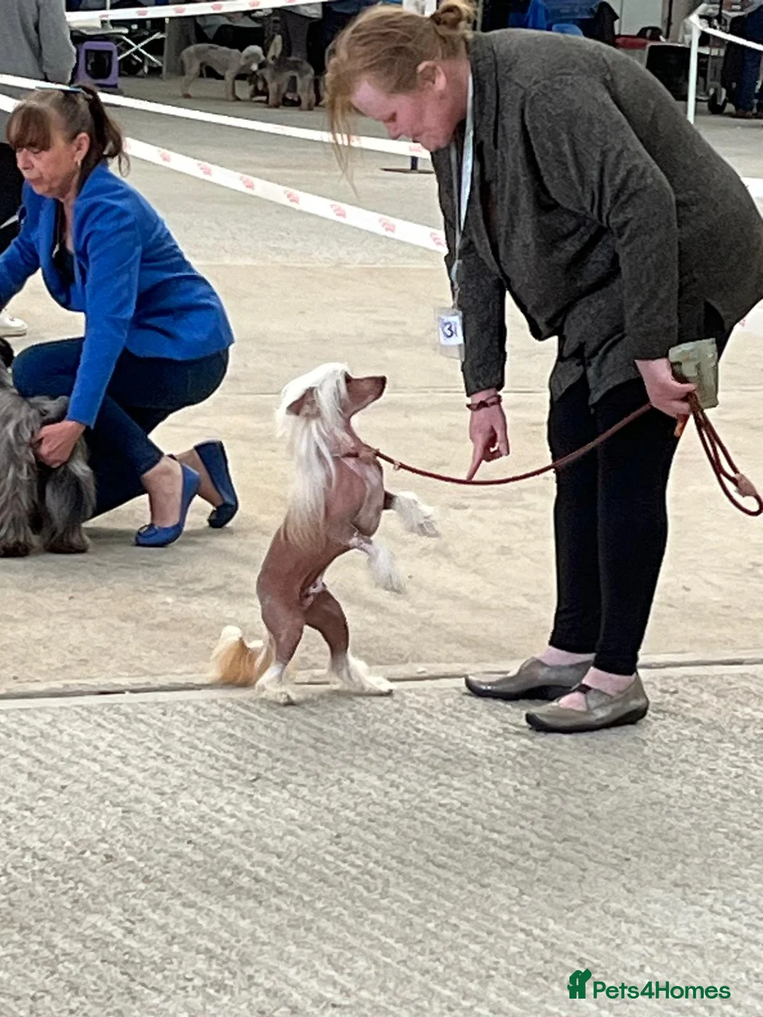 Chinese Crested dogs for sale: 3 Yr old Chinese Crested Male *Pet home only* - Advert 2