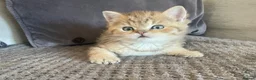 British Shorthair cats for sale: TICA reg black golden kittens  - Advert 18