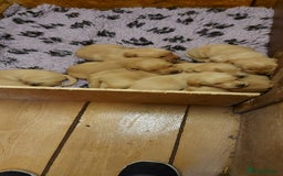 Labrador Retriever dogs for sale: Labrador puppies - Image 3