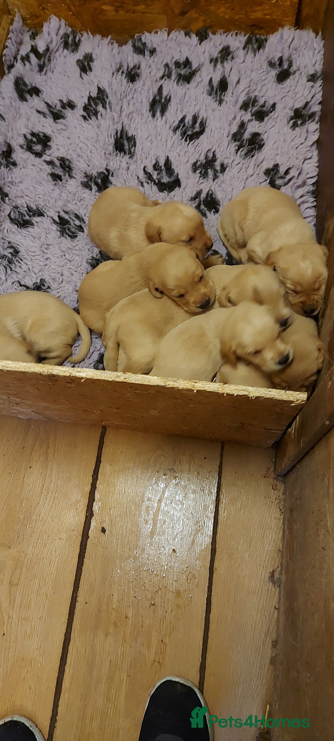 Labrador Retriever dogs for sale: Labrador puppies - Image 3