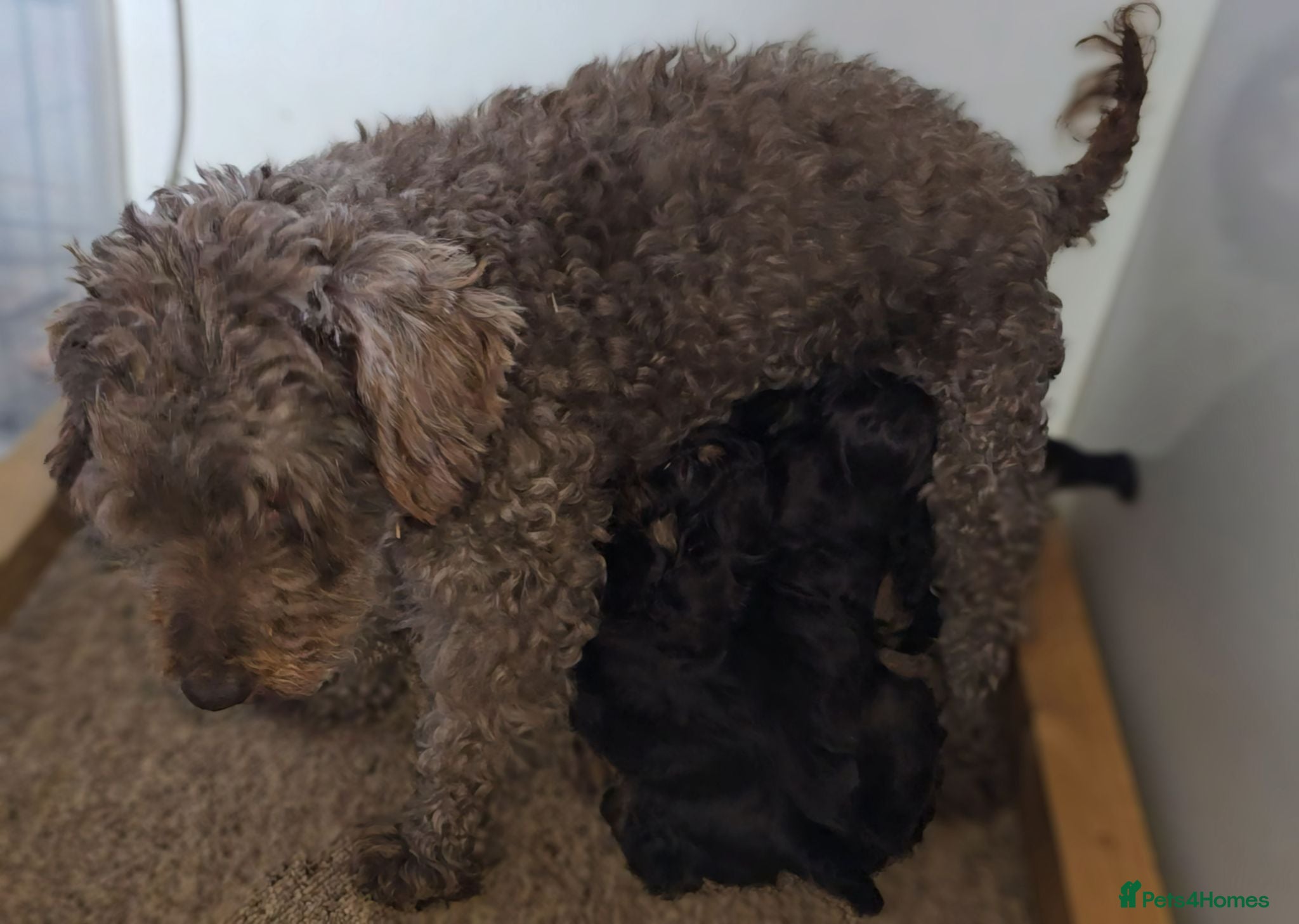 Cavapoo dogs Miniature rich chocolate and tan Cavapoo puppies  - Advert 1